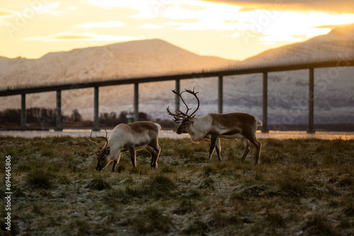 Dwa renifery pasące się na polanie na obrzeżach Tromso, Norwegia 