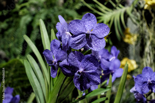 Close-up of blue Vanda coerulea orchids