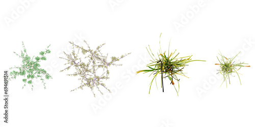  Artemisia Vulgaris,grass top view for landscape plan and architecture layout