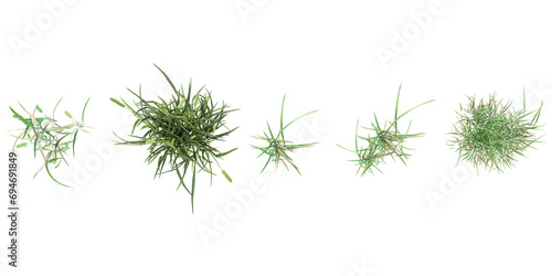 Phleum pratense,simple grassL from the top view isolated white background