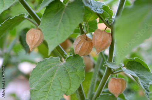 Physalis plant with ripe fruits in dry calyxes on a branch among green leaves.