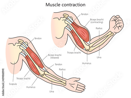 Human muscle contraction structure diagram hand drawn schematic raster illustration. Medical science educational illustration