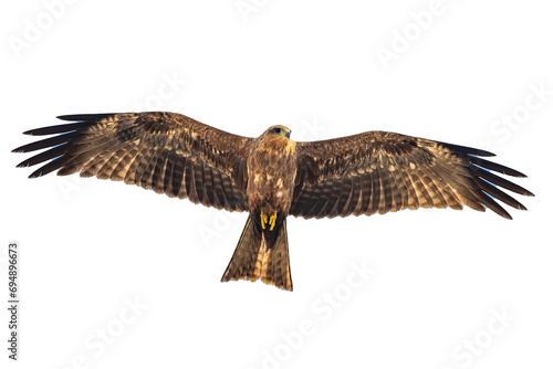 Silhouette of a bird of prey flying in a white background. The Black Kite, Milvus migrans.