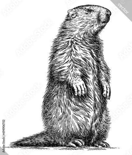 Vintage engraving isolated marmot set illustration groundhog ink sketch. Woodchuck background silhouette art. Black and white hand drawn vector image