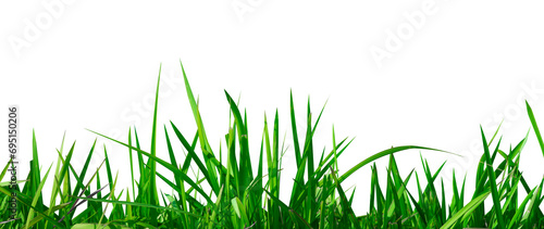 abstract green grass isolated element