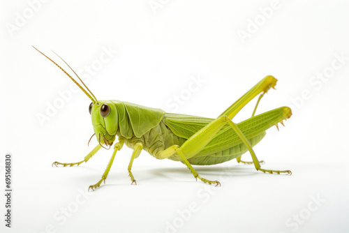 White isolated animal bug grasshopper cricket green nature macro wildlife background insect wild