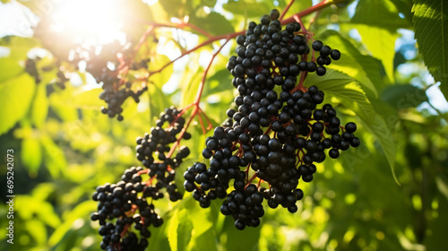 clusters fruit black elderberry in garden in sun light (sambucus nigra). generative ai