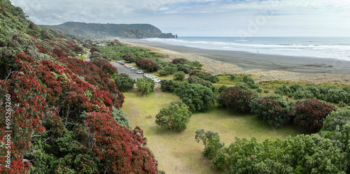 Pohutukawa trees in flower Piha and Piha Beach, Auckland, New Zealand