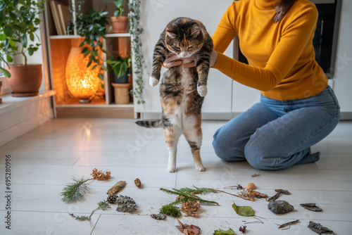 Tender caring pet lover showing to lazy uninterested cat natural objects, twigs brought from park, encouraging energy, interest, activity. Idle cat dreaming of lying, sleeping, resting, doing nothing