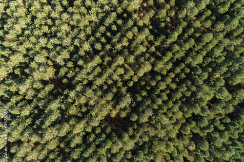 zenithal aerial drone view of a pine plantation on a mountainside
