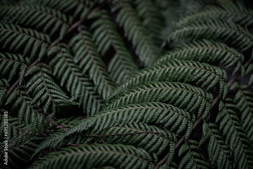 Fern from a Mexican rainforest