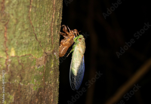 green cicada shedding shell, molting