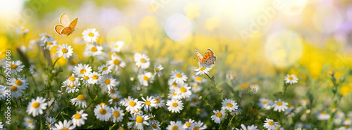 Sunlit field of daisies with fluttering butterflies. Chamomile flowers on a summer meadow in nature, panoramic landscape.