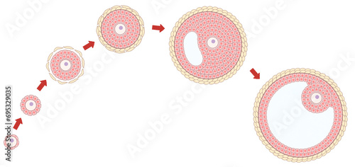 Ovarian follicle growth and development diagram PNG