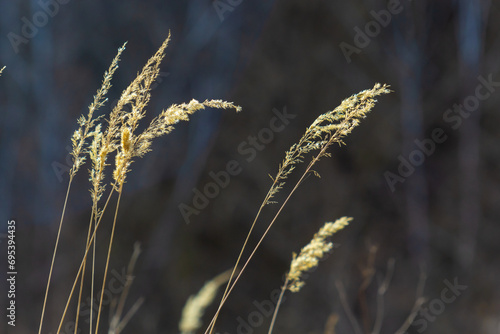 Calamagrostis epigejos bushgrass. Wood small-reed grass in field. Beautiful sunny landscape, summer background