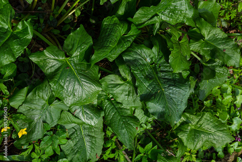 Cuckoopint or Arum maculatum arrow shaped leaf, woodland poisonous plant in family Araceae. arrow shaped leaves. Other names are nakeshead, adder's root, arum, wild arum, arum lily, lords-and-ladies