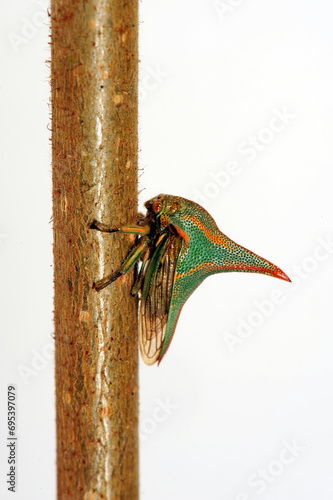 Thorn Bug // Dornzikade (Umbonia crassicornis) - South America