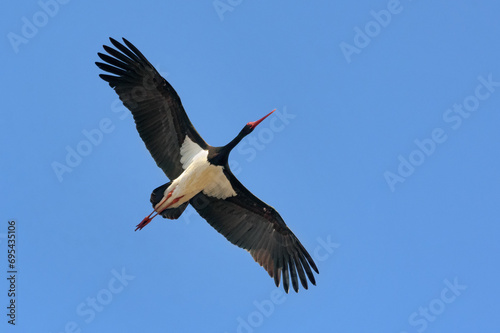 Black stork (ciconia nigra) soaring high in blue sky with wide spreaded wings