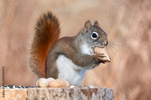 An American red squirrel eats a peanut ona stump where people had been leaving treats for the wildlife at Lynde Shores Conservation Area, Whitby, ON.