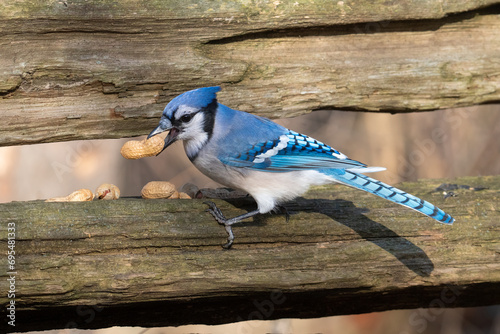 A blue jay helps itself to a peanut that birders left for the wildlife at Lynde Shores Conservation Area in Whitby, Ontario.