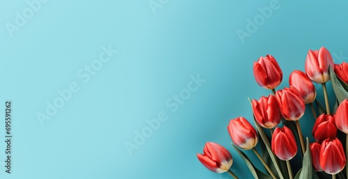 red tulips on a blue background with copy space