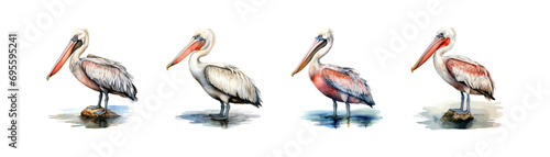 Watercolor pelican set. Vector illustration design.
