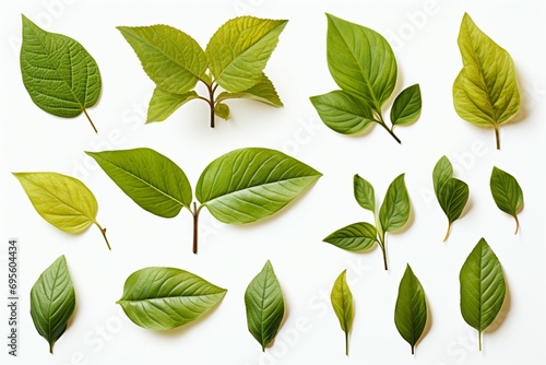 Fresh herb collection Basil leaves arranged on a simple white backdrop