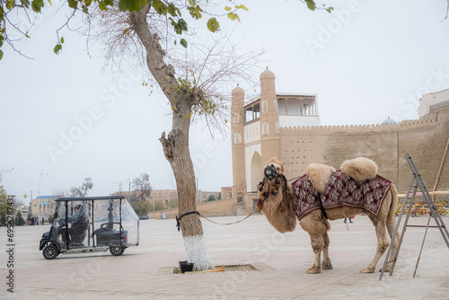 Animal and artificial transportation, Uzbekistan