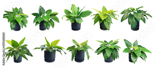 Collection Colocasia plant, Giant Elephant Ear (Japanese taro and fern) large fresh green leaves. A popular ornamental plant in white pot.Isolated on White background Collection 10 trees. (png)