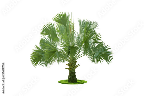 Bismarckia palm trees. (Bismarck) Planted on a lot of light green grass in the park. Isolated on white background and clipping path. png 