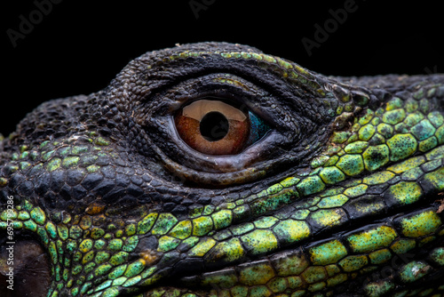 Closeup head of Hydrosaurus weberi or Sailfin Dragons or Weber's Sailfin Lizards. The species is endemic to Indonesia.