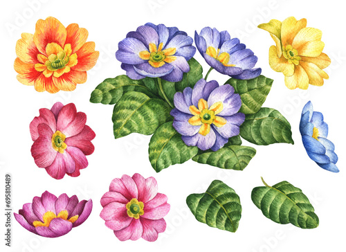 Watercolor primrose set, hand painted floral illustration, spring flowers isolated on a white background.