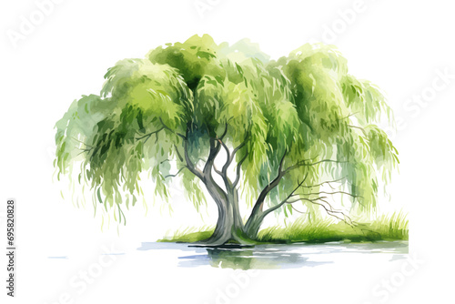 Watercolor willow tree. Vector illustration design.
