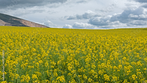 The rapeseed cultivation landscape dyes the field yellow