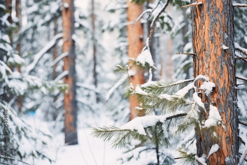 dense spruce forest with snow-laden branches