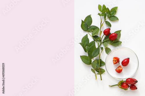 Fresh rose hips in petri dish and around it. Phytotherapy, herbal or natural medicine. Laboratory research. Copy space for text