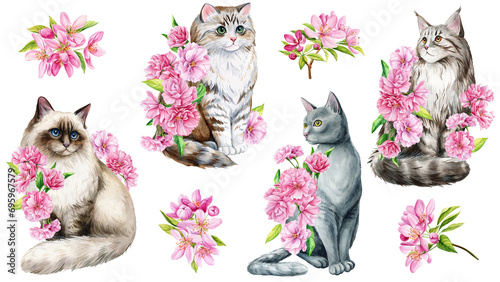 Set of Cute cat and pink apple flowers, sakura. Watercolor painting illustration, Spring Animal for design, poster, card