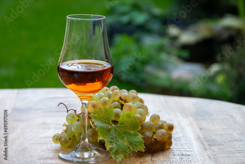 Tasting of Cognac strong alcohol drink in Cognac region, Charente with bunch of ripe ugni blanc grapes on background uses for spirits distillation and green grass, France