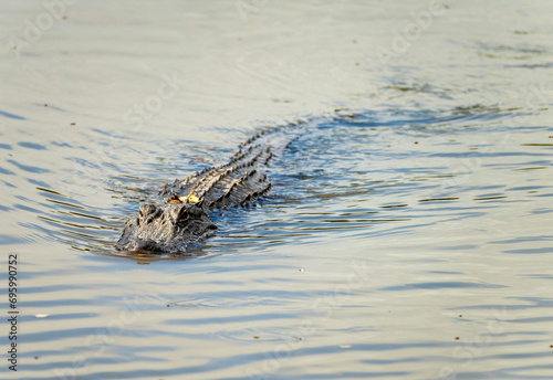 American alligator approaching across calm waters of Atchafalaya delta with eyes and snout visible in ripples