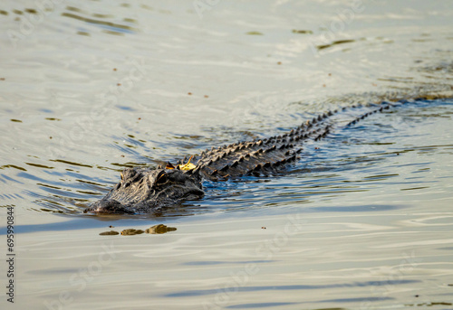 American alligator approaching across calm waters of Atchafalaya delta with eyes and snout visible in ripples