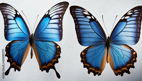 set two beautiful blue tropical butterflies with wings spread and in flight on white background close up macro