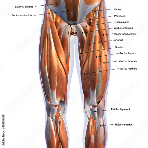 Male Front Leg Muscles on White Background with Text Labeling 