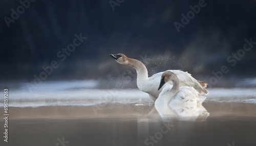 A trumpeter swan shaking on a winter lake 