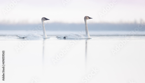 A pair of trumpeter swans swimming on calm water early in the morning