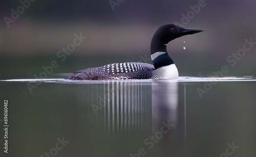 A common loon with a water droplet dripping floating on calm water