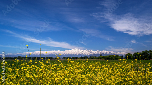  We see a beautiful landscape, beautiful yellow wildflowers, an extensive green field and in the background the completely snow-covered Andes mountain range, province of Mendoza Arg.