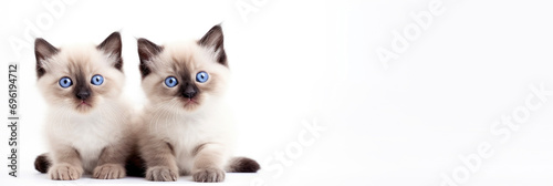 kittens with blue eyes, on a white background.