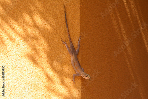 Gymnastique d'un jeune gecko