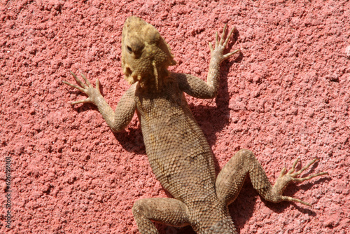 tête du gecko sur le mur