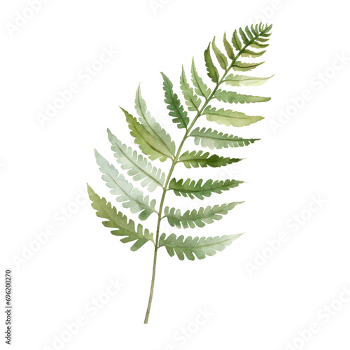 Watercolor illustration of fern leaf isolated on background. PNG transparent background.